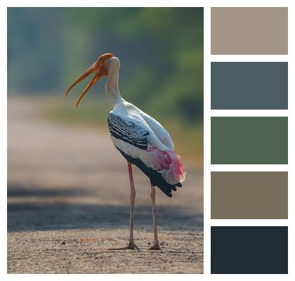 Bird Stork Painted Stork Image